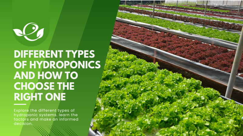 7 Types Of Hydroponic System How To Choose Right One