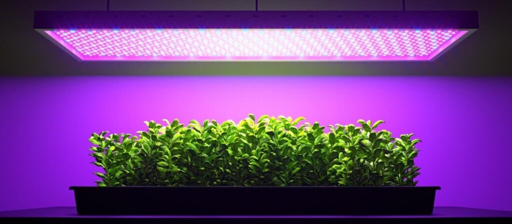 green-basil-plant-led-grow-light
