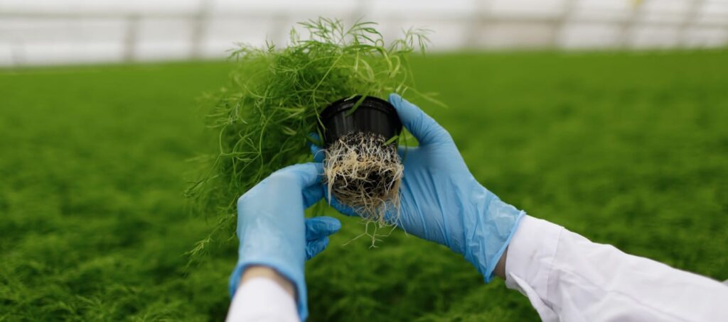 hydroponic farming