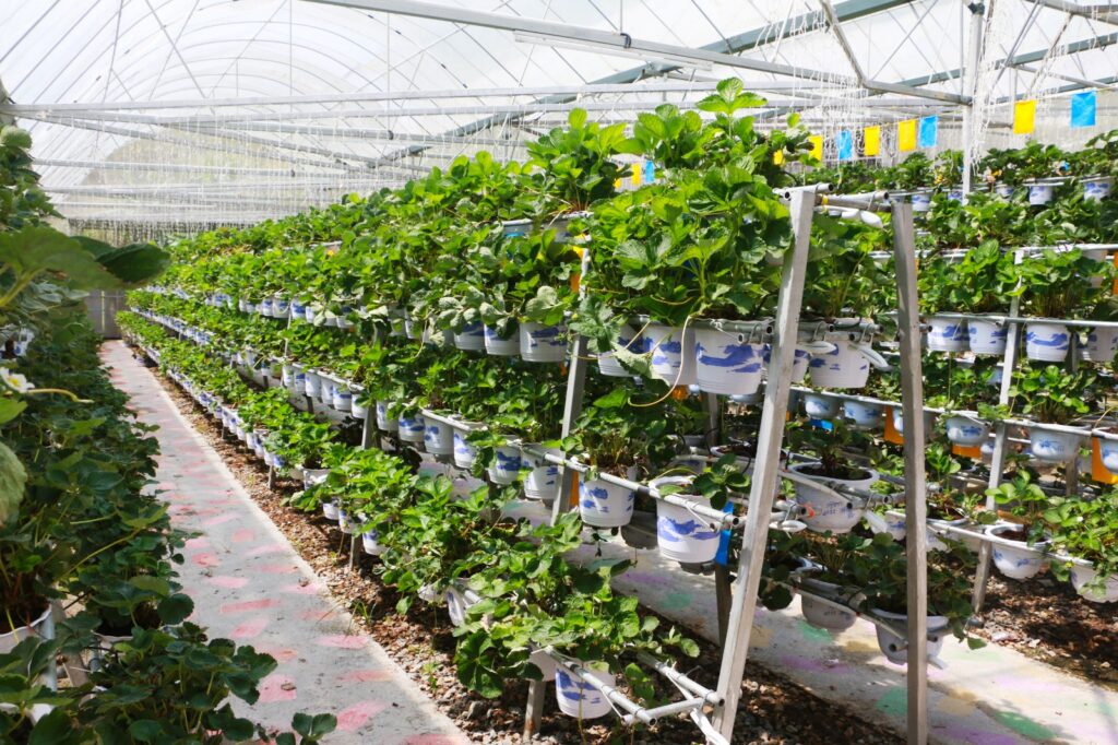 strawberry growing in hydroponic