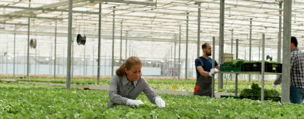 sustainable hydroponic farm