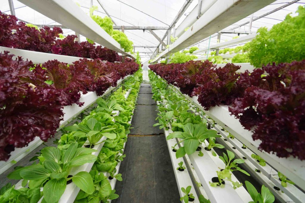 Commercial Hydroponic Farming