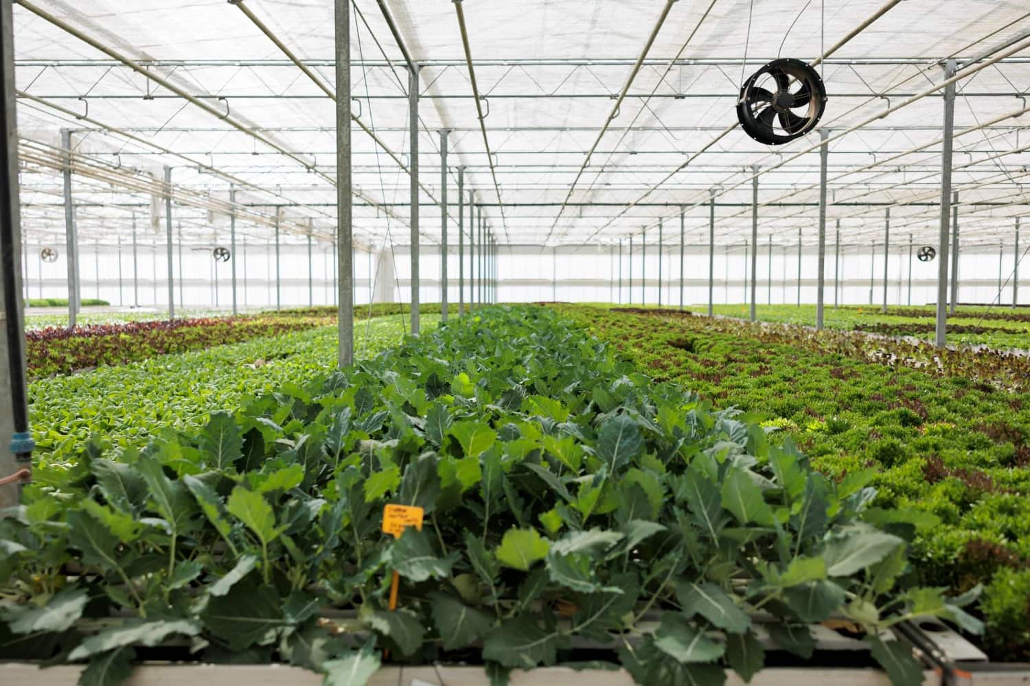 Commercial Hydroponics