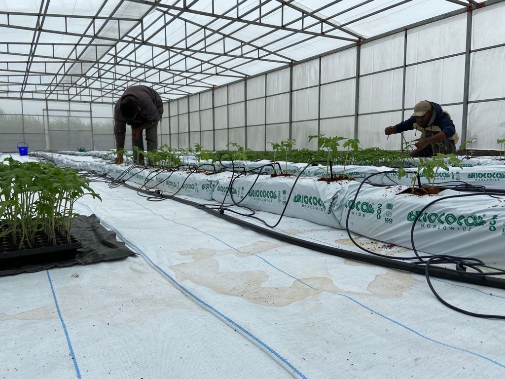 outdoor hydroponics firm