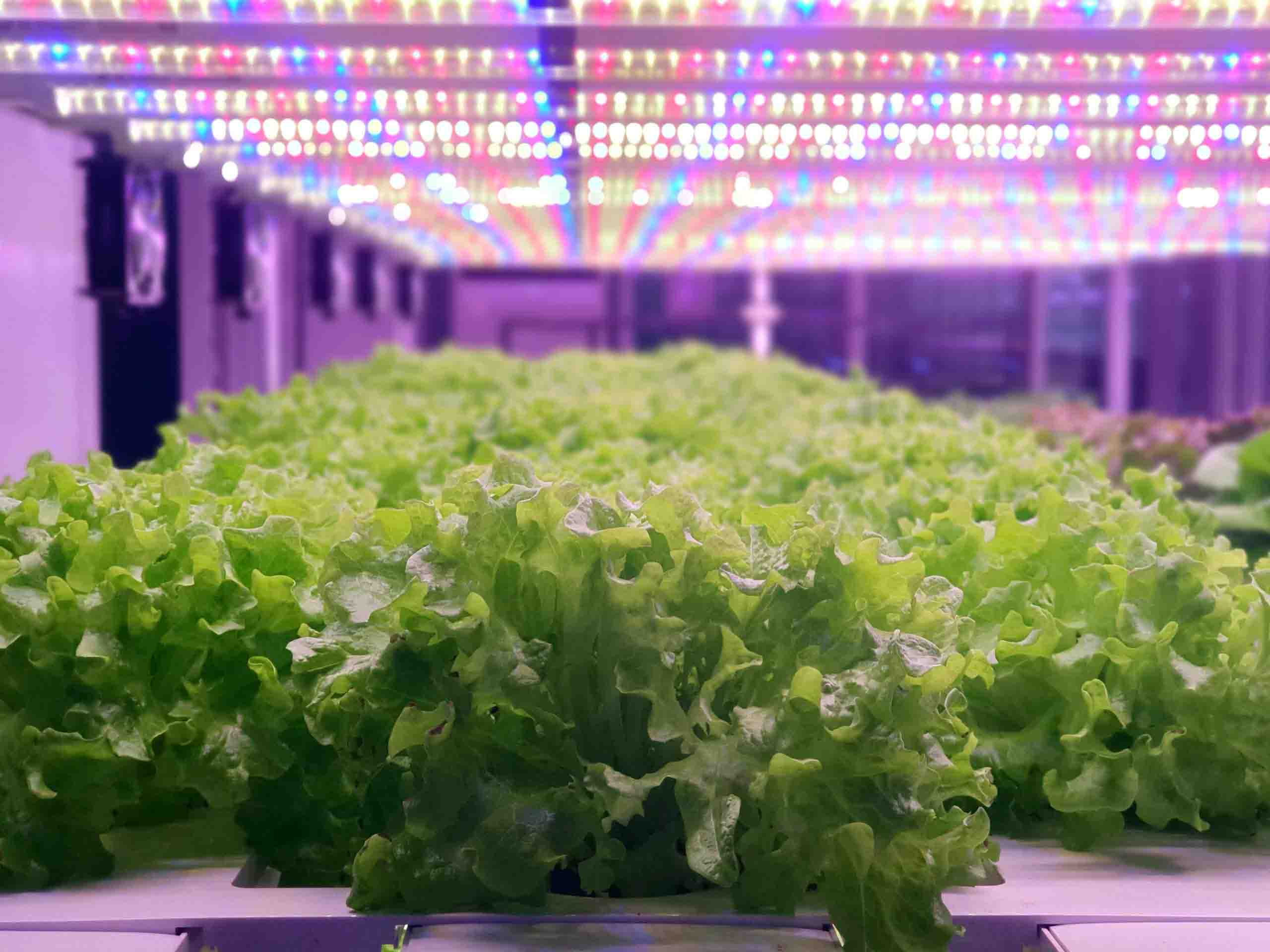 Hydroponic growing system
