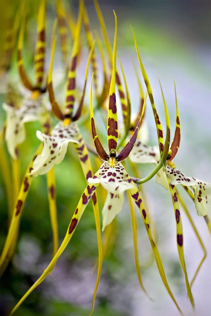 Spider-orchid-bloom