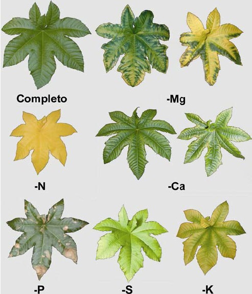 nutrient toxicity