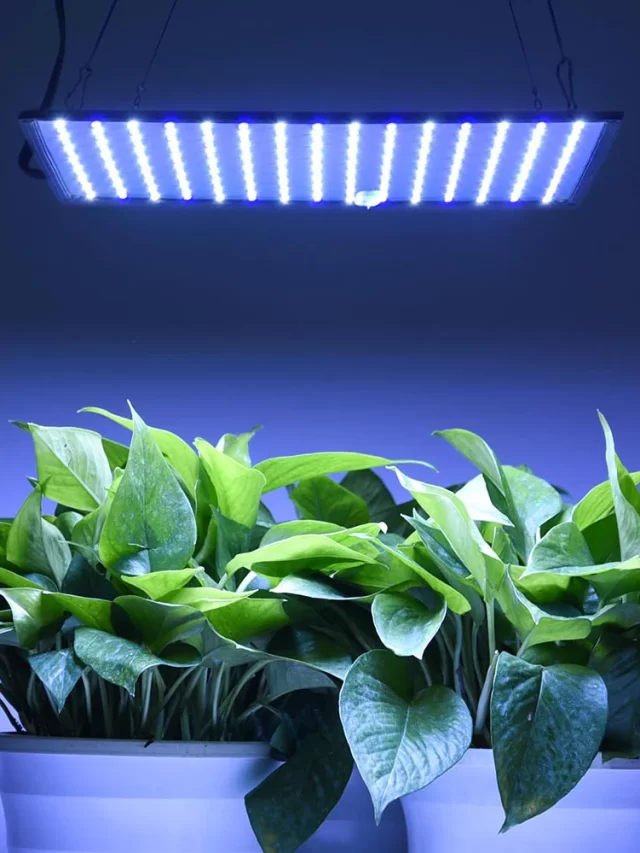 High-performance LED grow lights for hydroponics