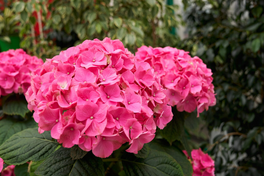 large-beautiful-pink-hydrangea-modern-greenhouse