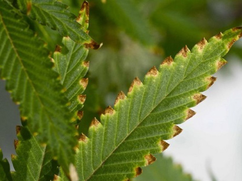 Nutrient-Burn in hydroponics