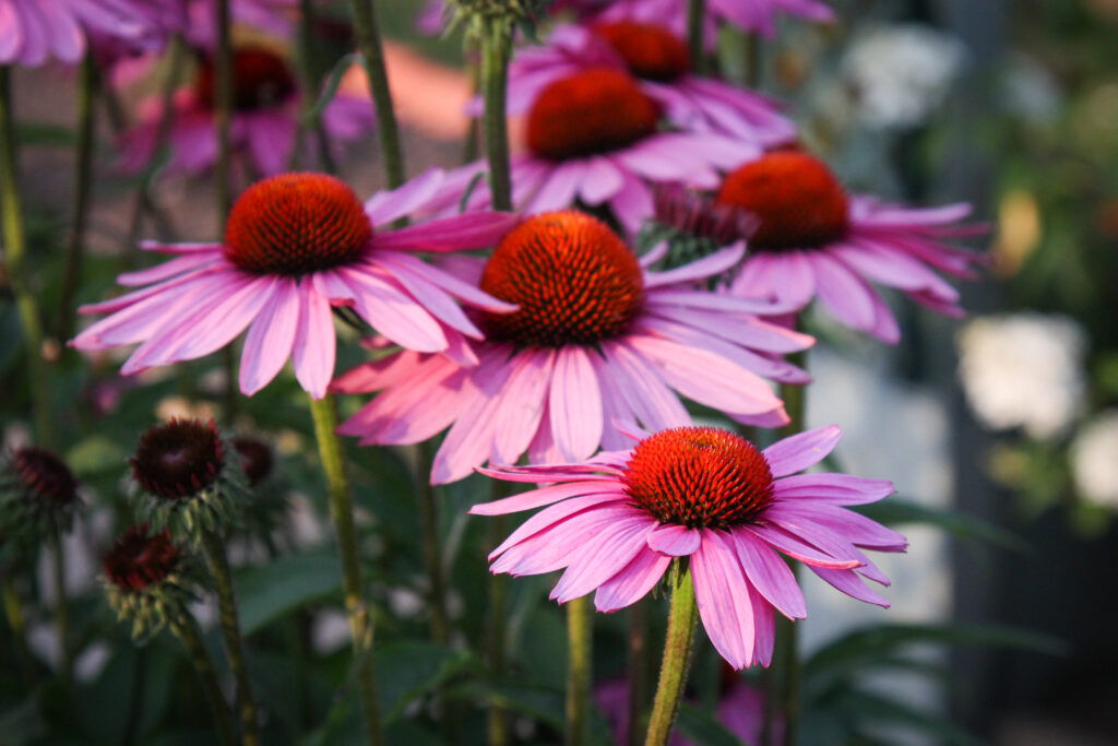 Coneflowers