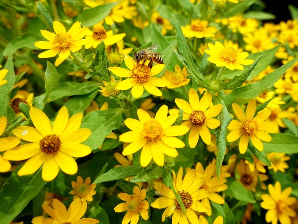 Zinnia flower