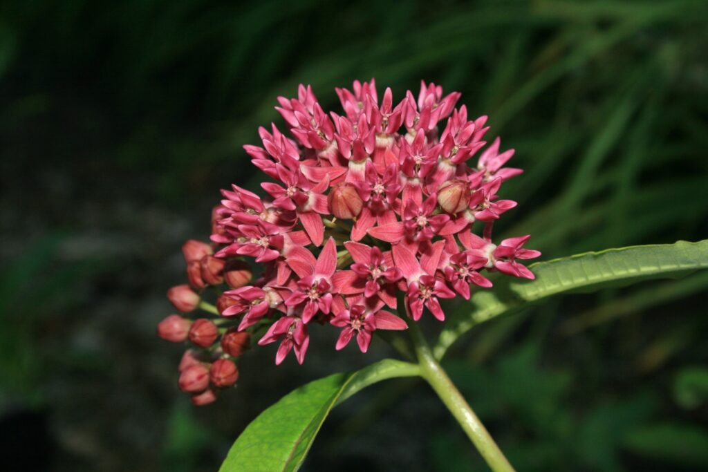 Milkweed flower