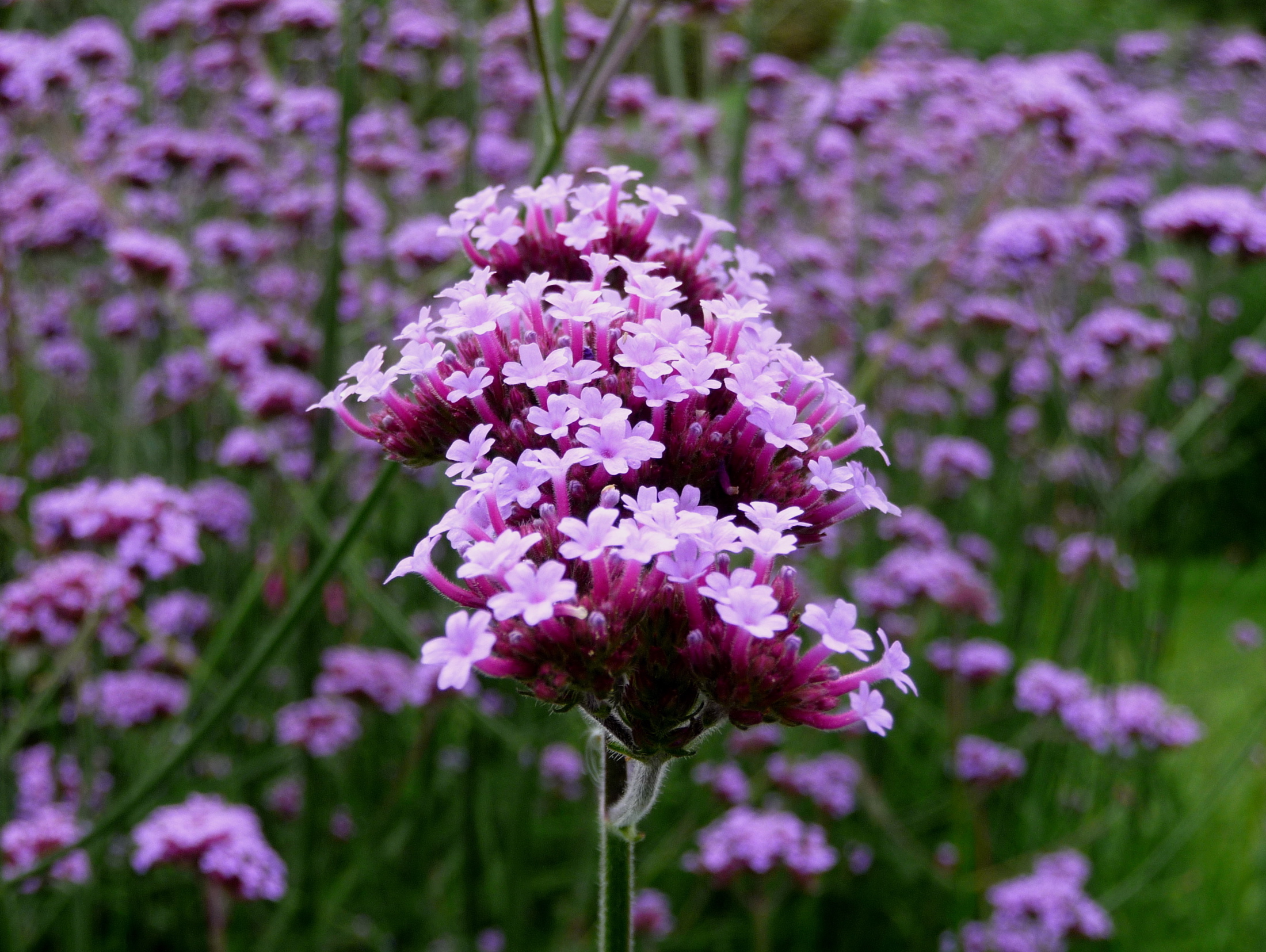 Verbena flower