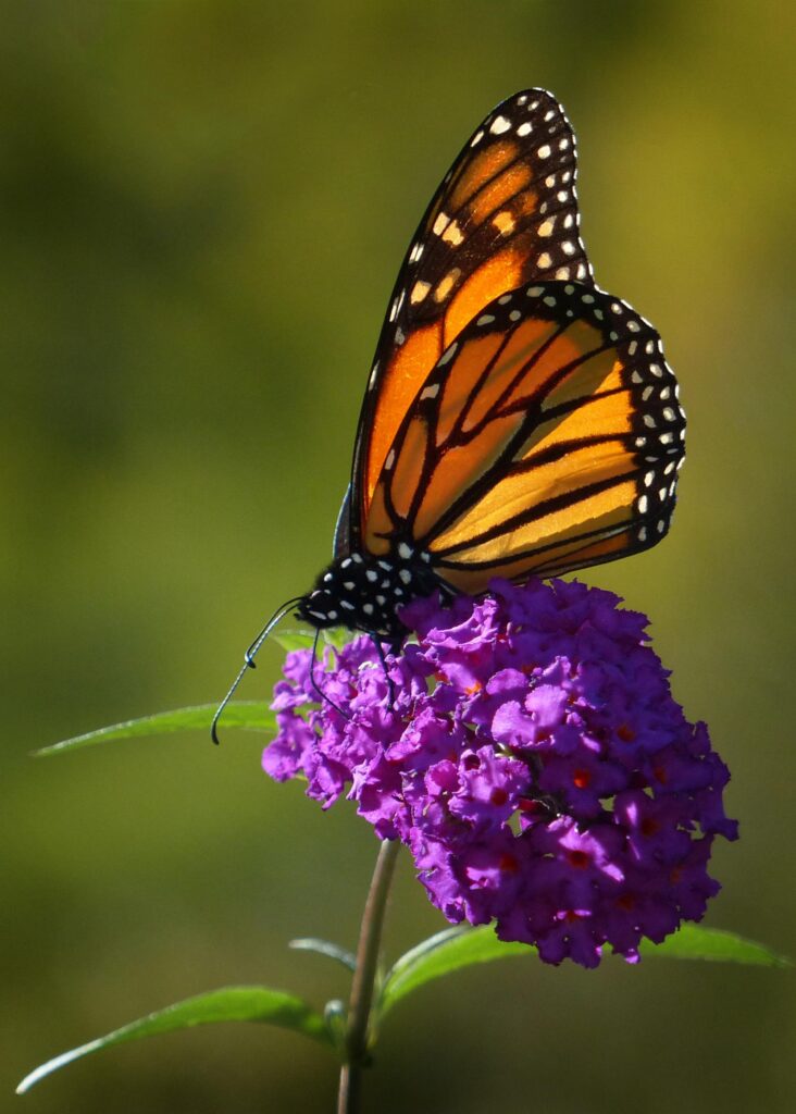 Butterfly bush