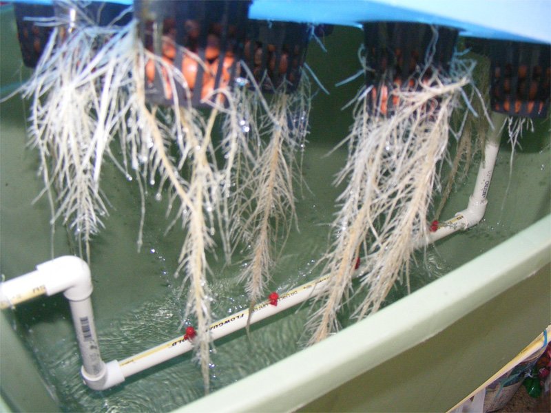 Aeroponics