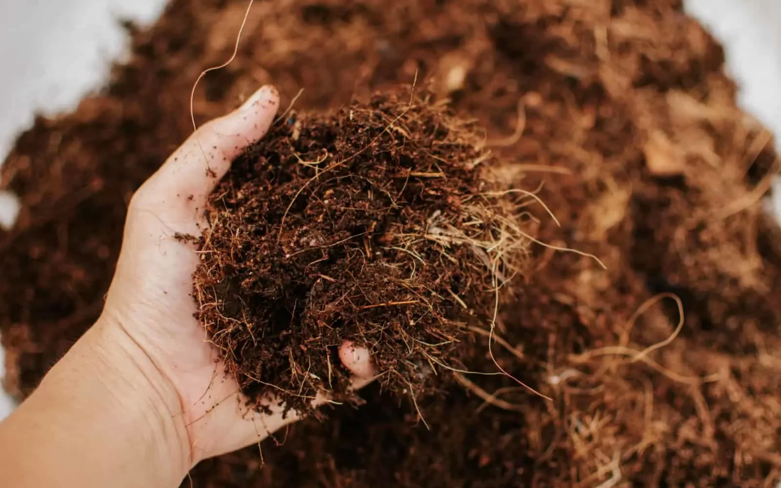 Coco-Coir-Hydroponics-Growing