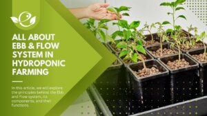 EBB and Flow system in hydroponics