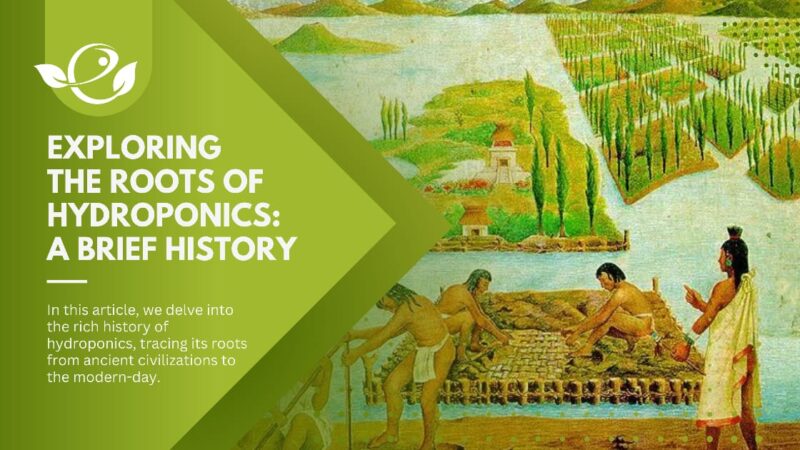 Exploring The Brief History Of Hydroponics 