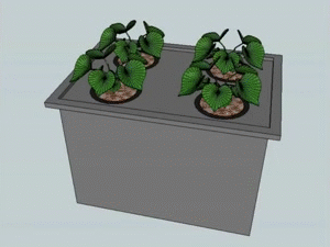 Kratky Method in hydroponics