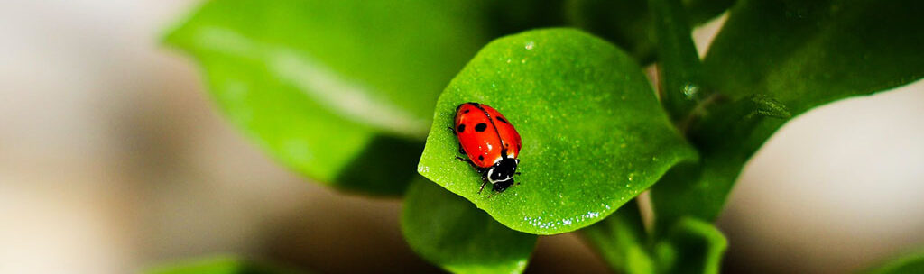 Ladybugs-hydroponic-aeroponic