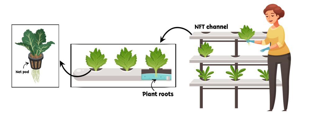 Plant placement in hydroponic system