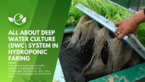 deep water culture in hydroponic system