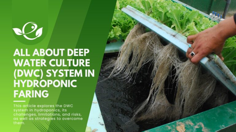 Deep Water Culture Dwc In Hydroponics A Beginner S Guide