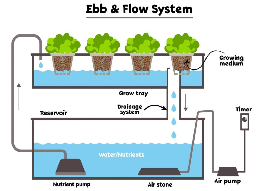 Ebb and Flow Hydroponics: A Beginner's Guide