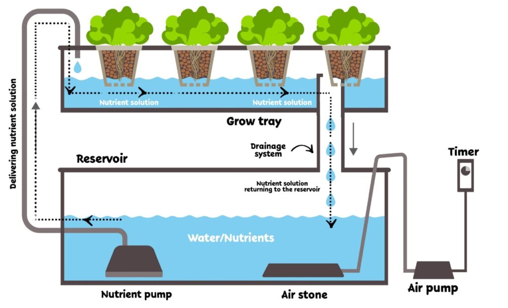 ebb and flow system in hydroponics