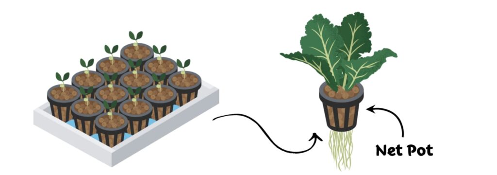 net pots in hydroponic