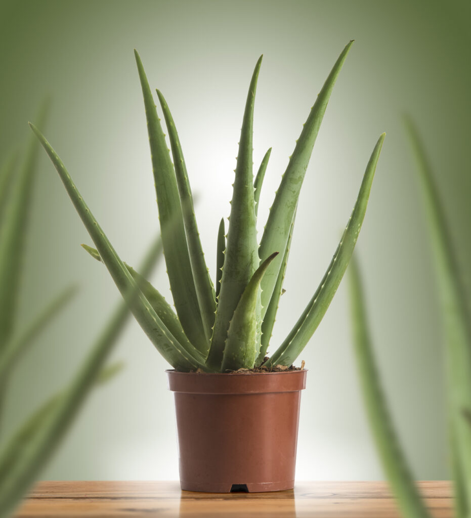 aloevera plant