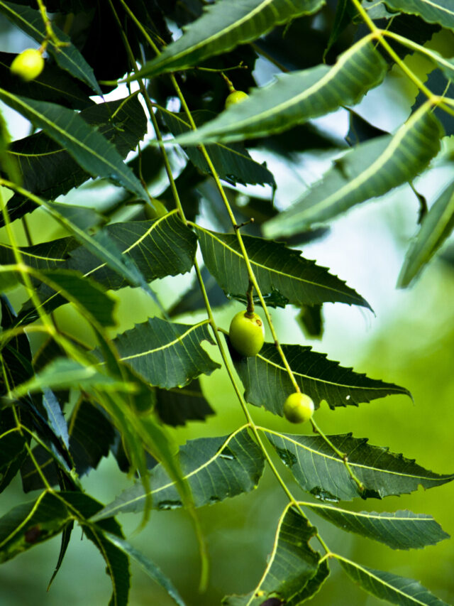 Neem Tree