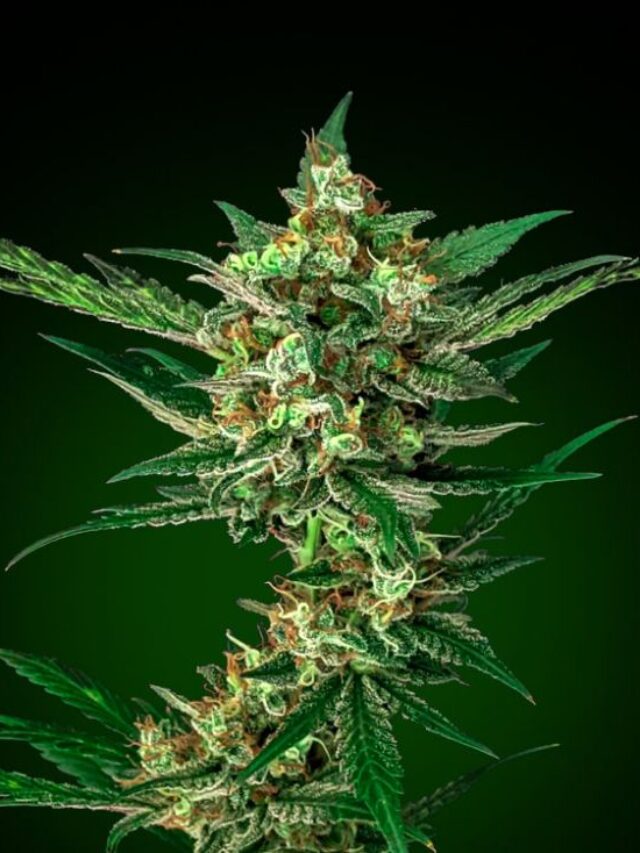 Top 5 Finest Home-Grown Strains In North America