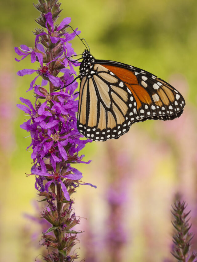 monarch-butterfly-sitting-on-a-purple-flower-2022-03-04-02-27-55-utc