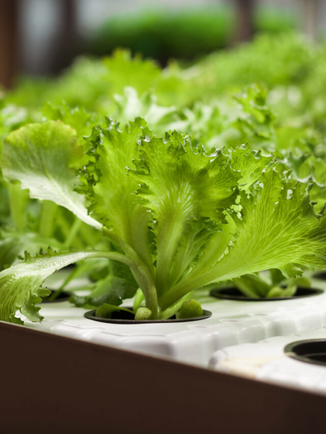 organic-hydroponic-lettuce-farm-small-business-h-2022-10-28-22-22-37-utc