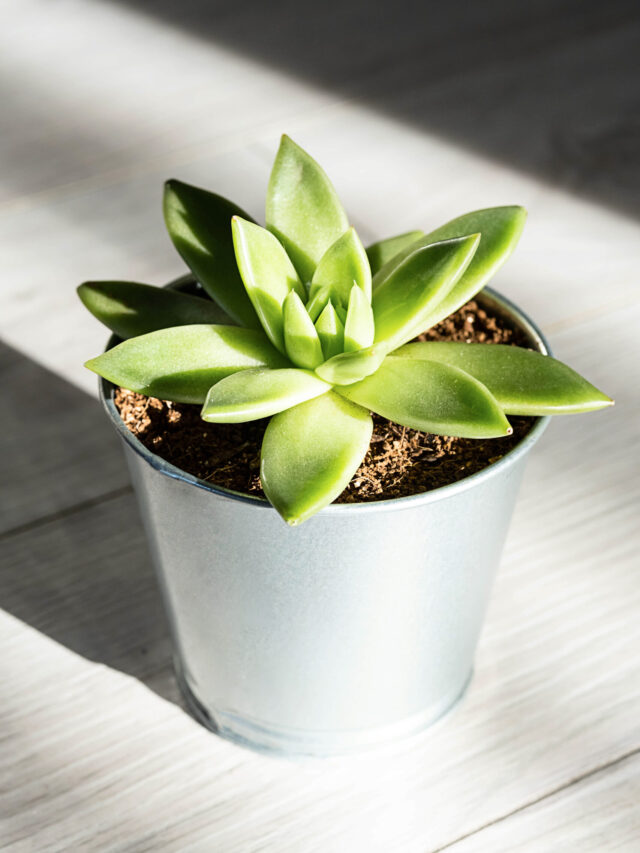 10 Lucky Plants That Brings Luck to Your Home