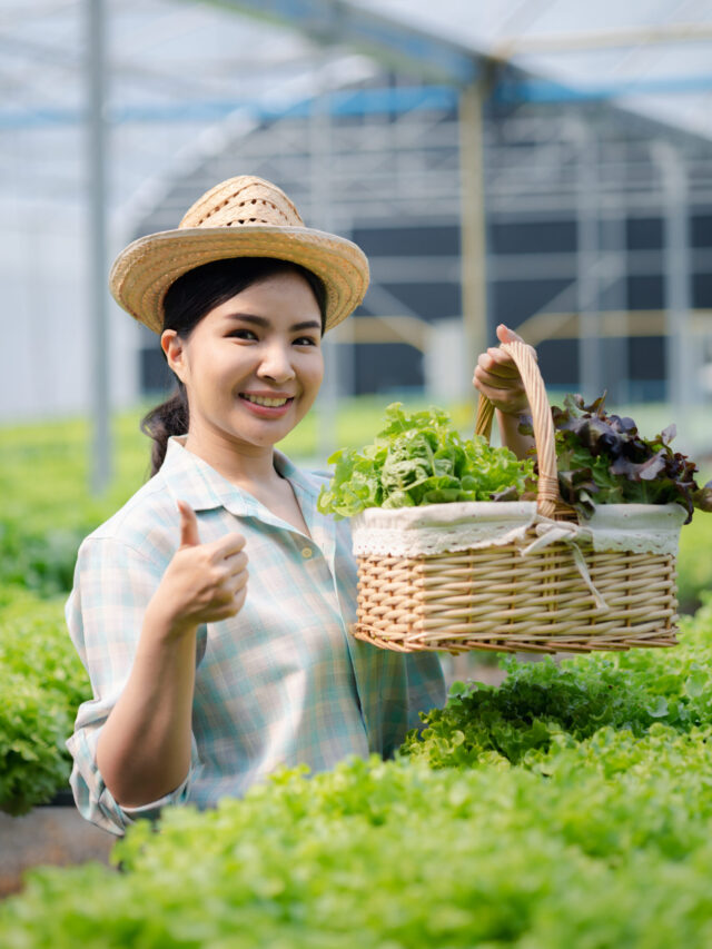 Woman picking hydroponics vegetables in the farm, grows wholesal