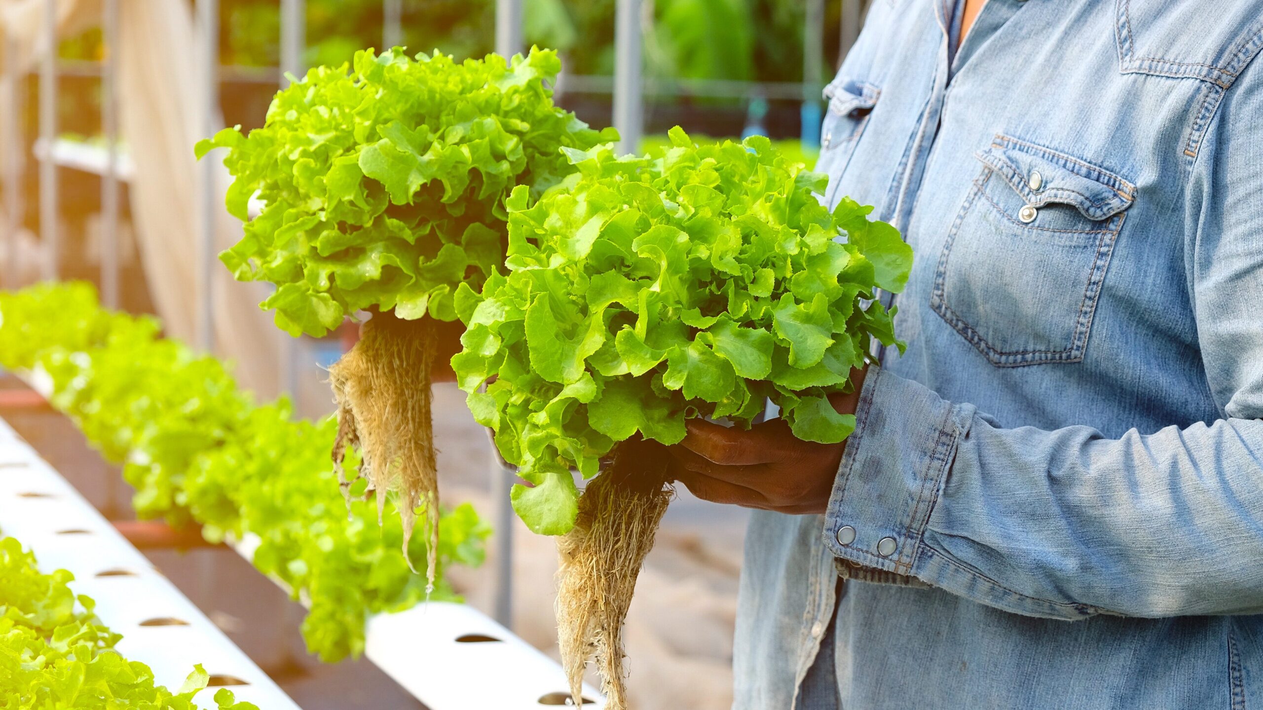 farmer-picking-hydroponic-green-oak-up-with-flare