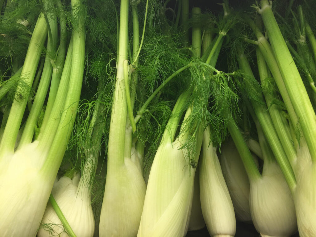 fennel