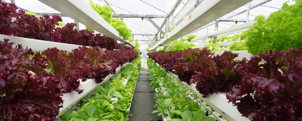 hydroponic farm