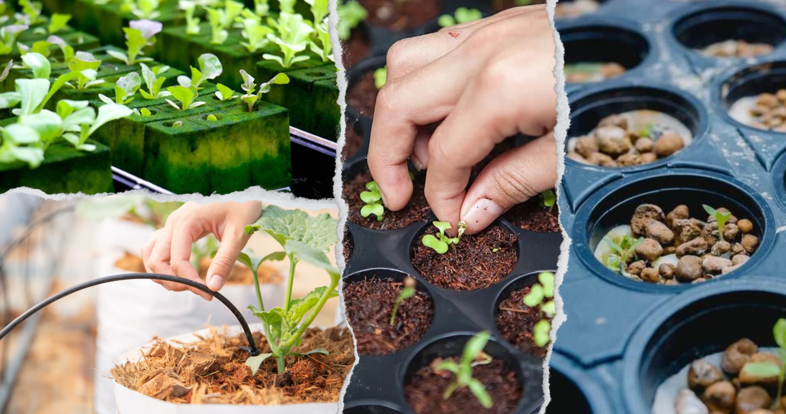 Hydroponic Growing Media 101: Selecting Guide