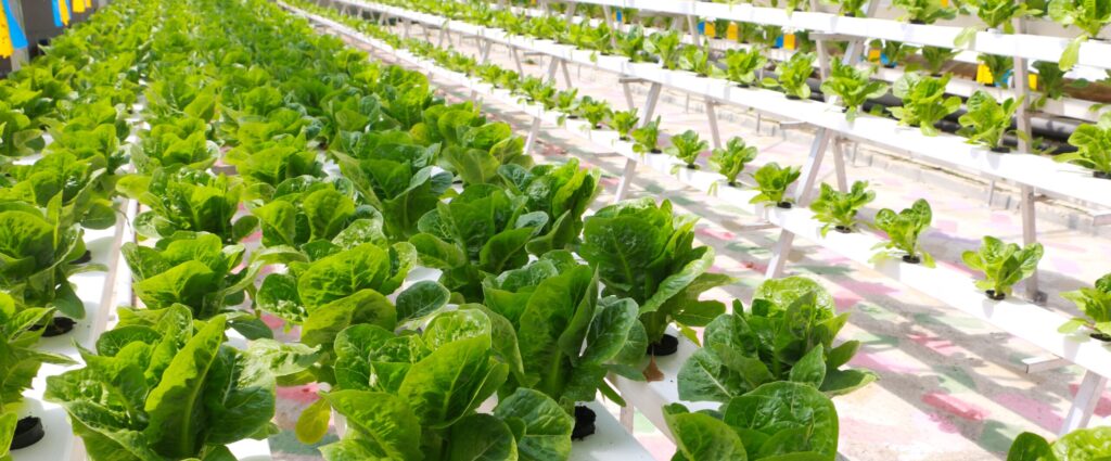 hydroponic-vegetable-farming