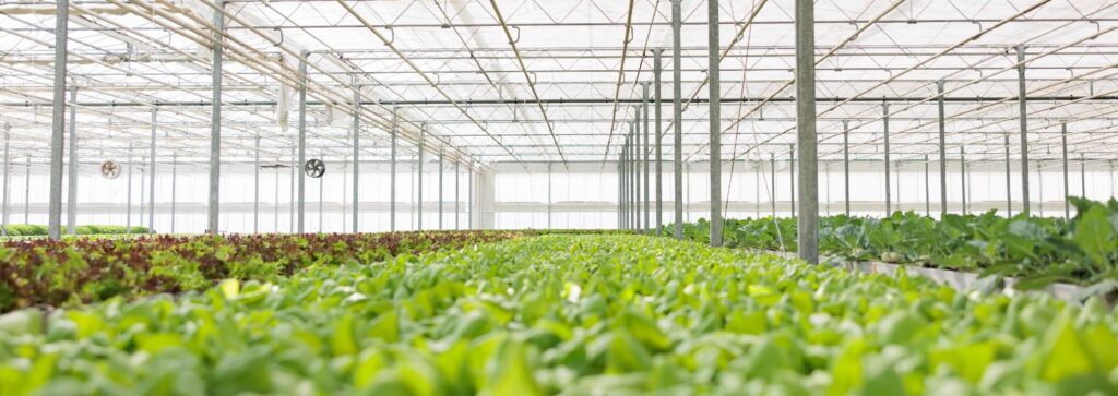 large hydroponic farm