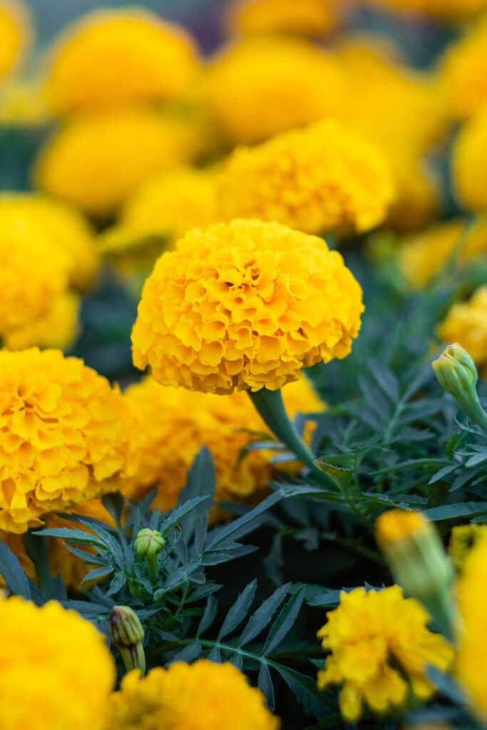 marigolds