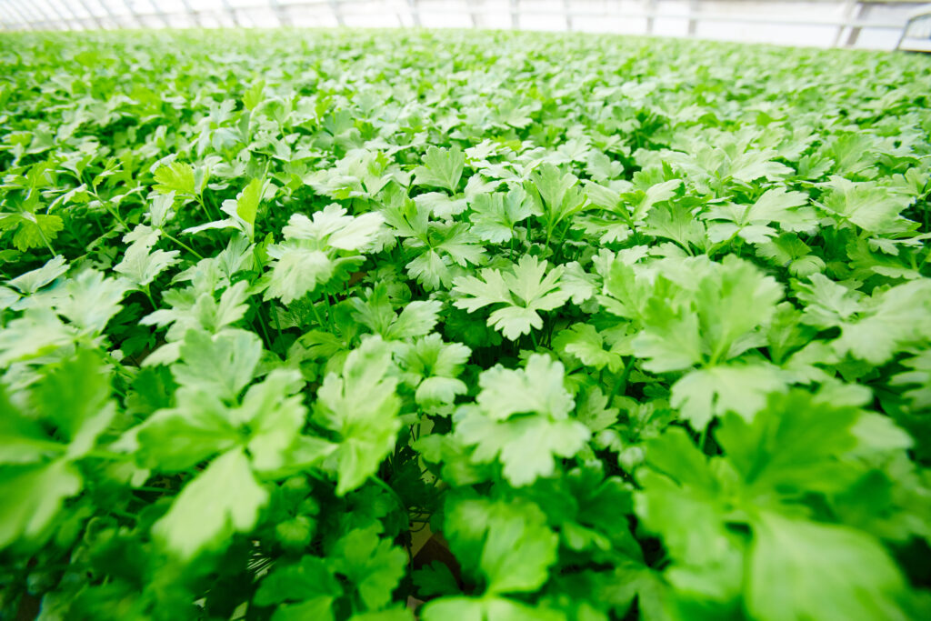 Parsley leaves