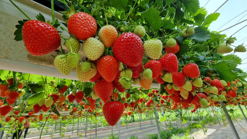 Hydroponic strawberries