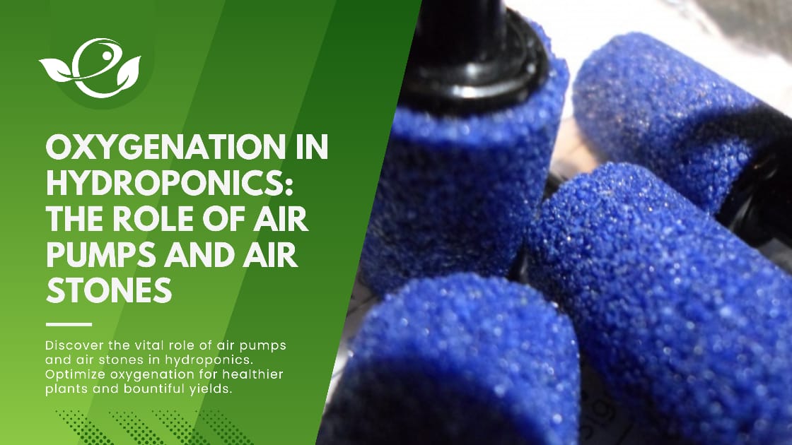 Read more about the article Aeration in Hydroponics: The Role of Air Pumps and Air Stones in Oxygenation
