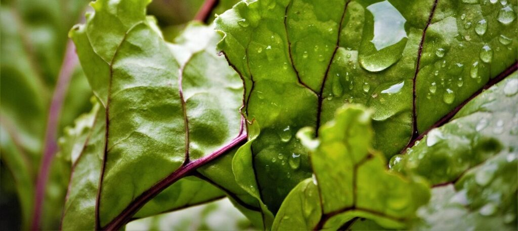 Leafy Greens