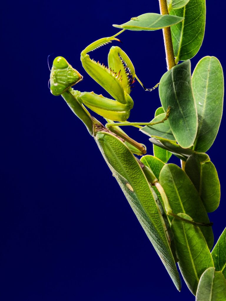 Beneficial Insects in Hydroponics